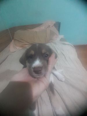 Продам щенков за любую сумму