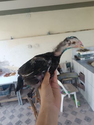 Dakan jojala 1+1