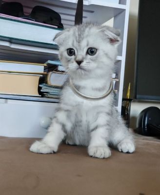 Zotli shinshilla sotiladi