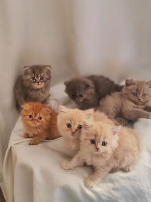 Продаются котята