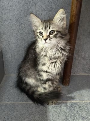 Продам котят в хорошие руки