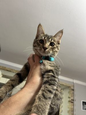 Хороший ласковый котенок