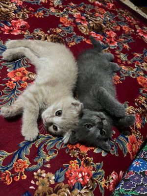 Mushuk bolalari tel qsela kelishamza,