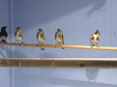 Канарейка сотилади манзил Самарканд