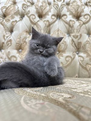 Продаются британские котята