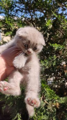 Продаётся чисто кровные ско фолд катята 1.5 месяца