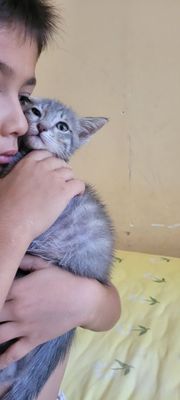 Отдам даром маленький котёнок