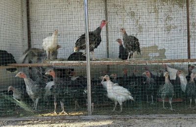Ajoyib kurkalar uyni kurkasi optim sotiladi