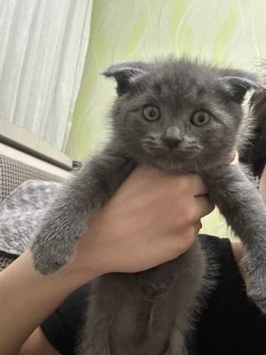 Продается шотландский котя