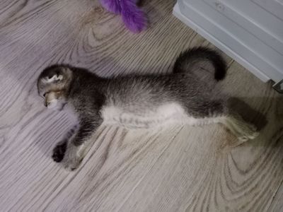 Котёнок 2мес мальчик