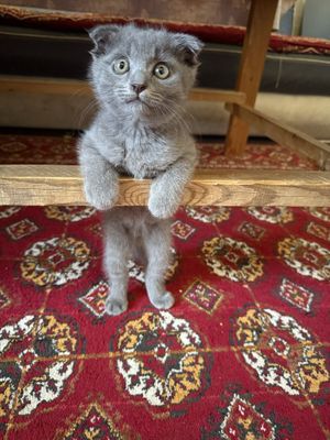 Scottish fold sotiladi 3 oylik