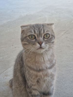 Scottish Fold sotiladi erkak.