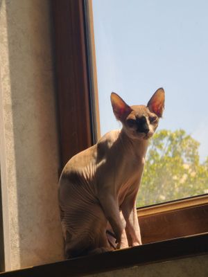 Кошка породы сфинкс