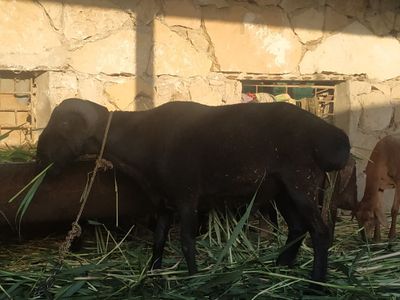 Qoʻchqor sotiladi 2 ta bor duragay, qazoqii