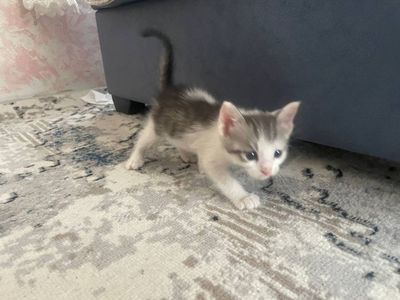 Котята домашний бесплатно на хорошие руки