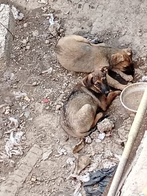 Срочно отдам в хорошие руки щенков 3 месячных бесплатно девочки
