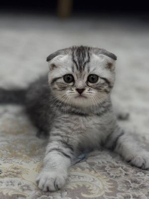 мушук сотилади скоттиш фолд зотли
