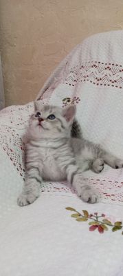 Продаются котята