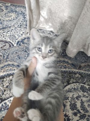 Котята котята котята