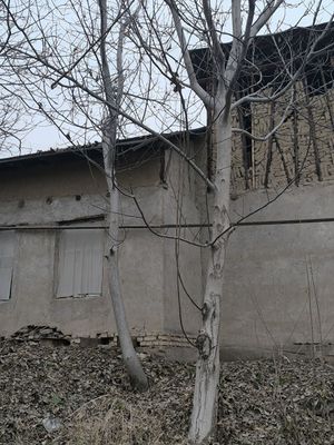Yongʻoq daraxti 8 ta