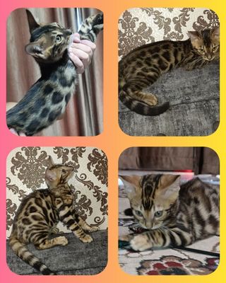 Продаются Бенгальские котята