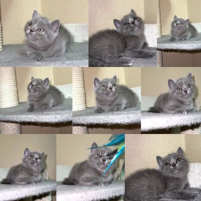 Готовые котята скоттиш-страйт