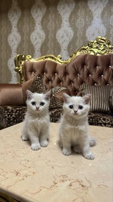 Мушук болалари сотилади!