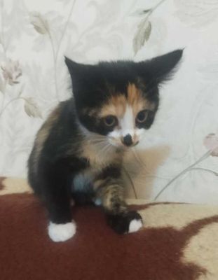 Котёнок. Девочка. 4 месяца. Домашняя.