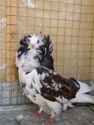 Голубь Якубин молодой самец, Ташкент
