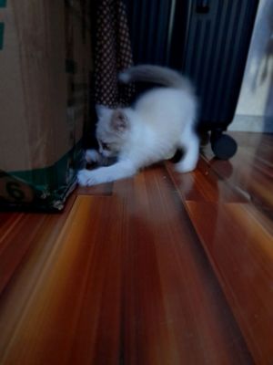 Котенок отдам хороший руки