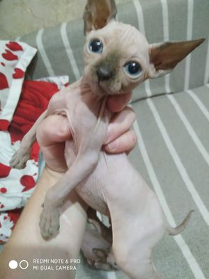 Продается кошка Сфинкс