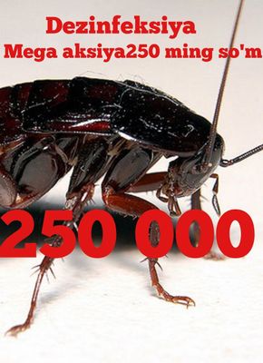 Dezinfeksiya Dezinfeksiya tarakan дезинфекция тараканов 24/7