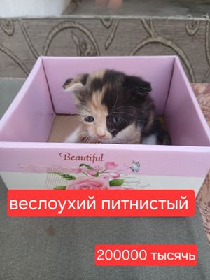 Котятки породистые