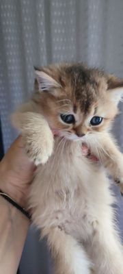 Продаются котята Скоттиш-страйт!