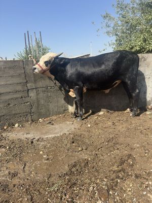 Buqalar sotiladi