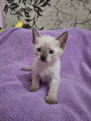 Продаётся котёнок