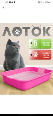 mushuklar uchun Latok