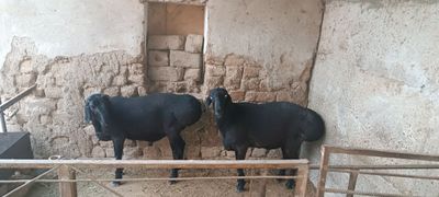 Qoʻchqorla sotiladi