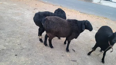 Qo'ylar sotiladi продаётся домашние бараны