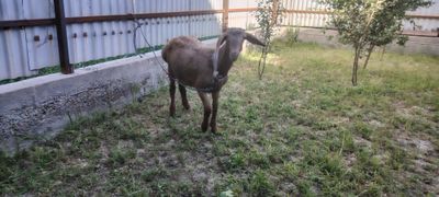 Кучкор 6 ойлик зотдор.Симжун