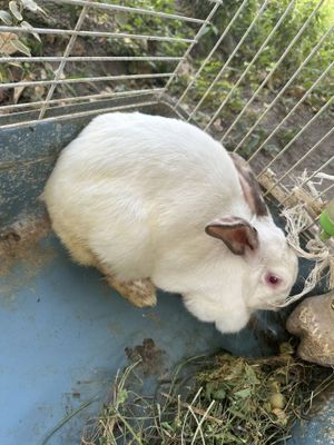 Калифорнийский кролик