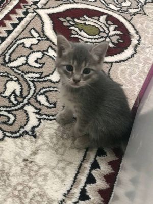 котёнки