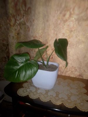 Продаёться цветок монстера