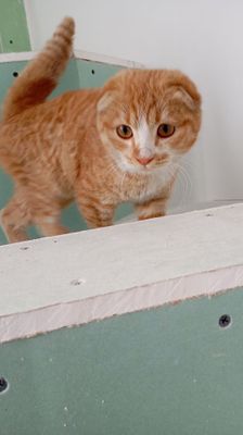 Shatlanskiy scottish fold