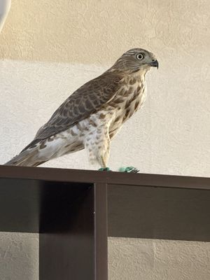 Lochin qirg’iy bolasi sotiladi
