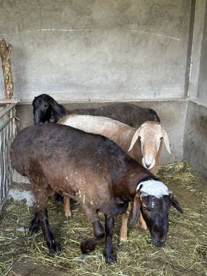 Qo'chqor va Qo'y sotiladi