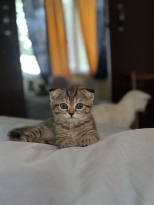Котяты Scottish fold