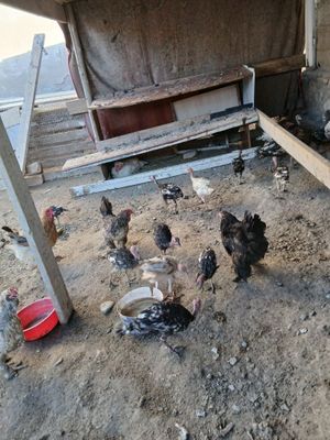 Kurka jo‘jalari sotiladi hamma narsa yeydi