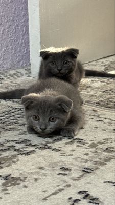 Scottish fold 3oylik