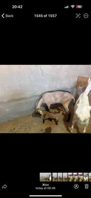 Беларусиядан кйган тоза конли эчкилар